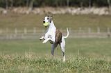 WHIPPET 341
